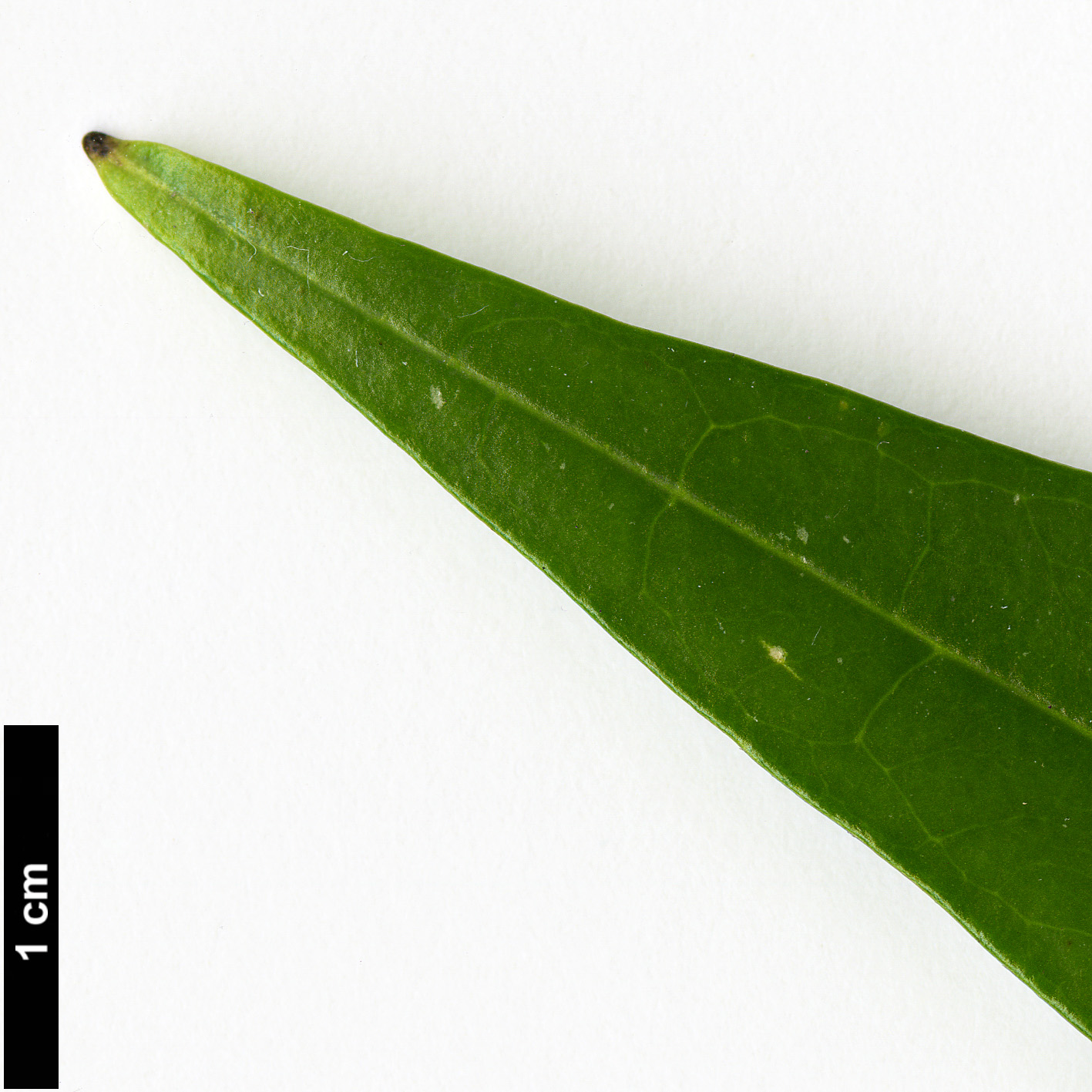 High resolution image: Family: Garryaceae - Genus: Aucuba - Taxon: japonica - SpeciesSub: f. longifolia